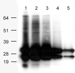 OriGene Mouse monoclonal AsRed2 antibody, clone OTI2E2, Quantity: Each