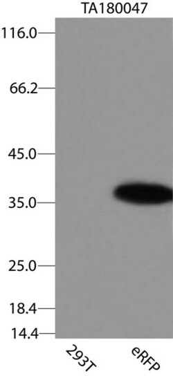 OriGene Mouse monoclonal eRFP antibody, clone OTI7C8, Quantity: Each of