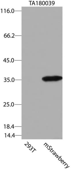 OriGene Mouse monoclonal mStrawberry antibody, clone OTI2F6, Quantity: