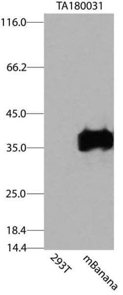 OriGene Mouse monoclonal mBanana antibody, clone OTI2E5, Quantity: Each