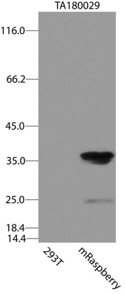 OriGene Mouse monoclonal mRaspberry/AmCyan1 antibody, clone OTI2A6, Quantity: