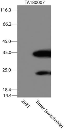 OriGene Mouse monoclonal Timer antibody, clone OTI3C9