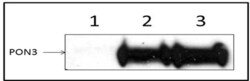 OriGene Mouse Monoclonal Myc Antibody, Clone 9E10, Magnetic Beads, Quantity: