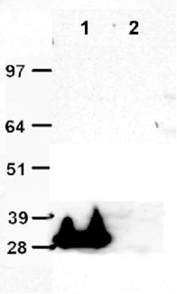 OriGene Mouse Monoclonal tGFP Antibody, Clone OTI2H8, Magnetic Beads, Quantity: