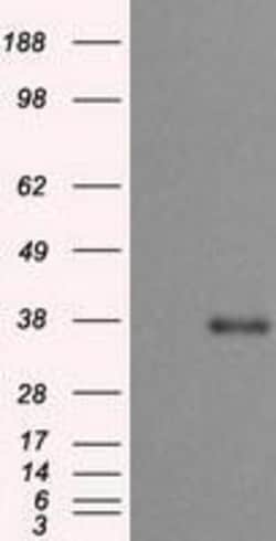OriGene Mouse monoclonal turboYFP antibody, clone OTI14C4, Quantity: Each
