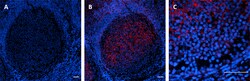Biolegend Alexa Fluor 594 anti-TMEM119 (Extracellular) [A16075D]; Isotype: