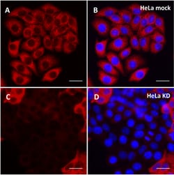 Biolegend Purified anti-MTHFD1 [W22086A]; Isotype: Rat IgG2b, κ; Reactivity: