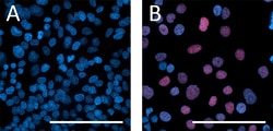 Biolegend Purified anti-SOX17 Recombinant [O92B6.Rec]; Isotype: Mouse IgG1,