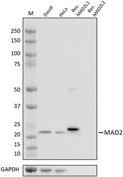 Biolegend Purified anti-MAD2 [Poly23A13]; Isotype: Rabbit Polyclonal IgG;