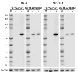Biolegend Purified anti-AKT Phospho (Ser473) [Poly23A04]; Isotype: Rabbit