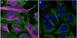 Biolegend Purified anti-Nestin [Poly22A17]; Isotype: Rabbit Polyclonal