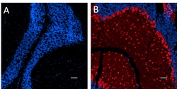 Biolegend Purified anti-Parvalbumin [A17130G]; Isotype: Mouse IgG2b, κ;