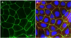 Biolegend Purified anti-CGN [W21116A]; Isotype: Rat IgG2a, κ; Reactivity: