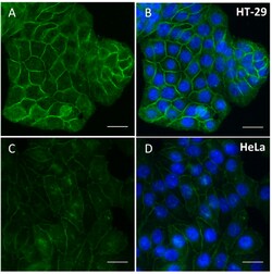 Biolegend&nbsp;Purified anti-CD326 (EpCAM)  [W21090A]; Isotype: Rat IgG2a, κ; Reactivity: Human; Apps: IHC-P, ICC; Size: 25 ug