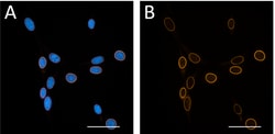Biolegend Purified anti-Sun2 [3.1E]; Isotype: Mouse IgG1, κ; Reactivity: