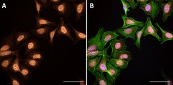 Biolegend Spark Red 718 Goat anti-mouse IgG (minimal x-reactivity) [Poly4053];