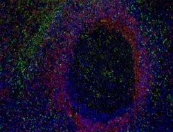 Biolegend&nbsp;Alexa Fluor 647 anti-human IgD [W18340A]; Isotype: Rat IgG2a, κ; Reactivity: Human; Apps: IHC-P; Size: 25 ug