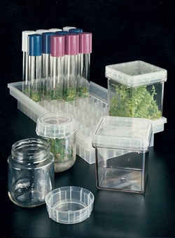 Bioworld Magenta Plant Culture 7-Way Tray 50/cs, Quantity: Case of 1