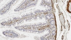 Leica Biosystems 1ml NCL-L-SMA, Quantity: Each of 1