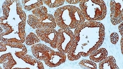 Leica Biosystems 1ml NCL-L-PAP, Quantity: Each of 1