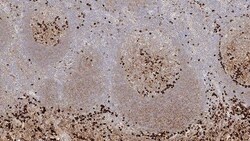 Leica Biosystems 7ml Immunoglobulin G Bond RTU, Quantity: Each of 1