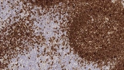 Leica Biosystems 7ml CD19 Bond RTU Primary, Quantity: Each of 1
