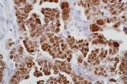 Leica Biosystems 7ML PAX8 (MRQ-50 Mab) 'CM', Quantity: Each of 1