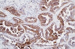 Leica Biosystems 7ML Napsin A (MRQ-60 Mab) 'CM', Quantity: Each of 1