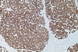 Leica Biosystems 7ML Hepatocyte Specific Antige, Quantity: Each of 1