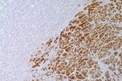 Leica Biosystems 7ML Glypican-3 (1G12 Mab) 'CM', Quantity: Each of 1
