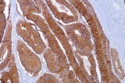 Leica Biosystems 7ML Ep-CAM (MOC31 Mab) 'CM', Quantity: Each of 1