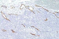 Leica Biosystems 7ML Podoplanin (D2-40 Mab) 'CM, Quantity: Each of 1
