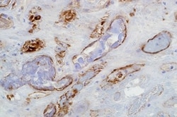 Leica Biosystems 7ml C4d (SP91 Rab) 'CM', Quantity: Each of 1