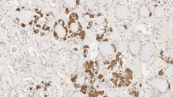 Leica Biosystems 7ml HGH Bond RTU Primary, Quantity: Each of 1
