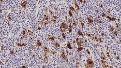 Leica Biosystems 7ml CD15 (MMA) Bond RTU Primar, Quantity: Each of 1