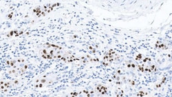 Leica Biosystems 30ml PR Bond RTU Primary, Quantity: Each of 1