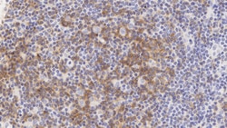 Leica Biosystems 7mL PD-1 (CAL20) BOND RTU Prim, Quantity: Each of 1