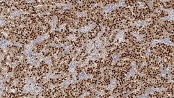 Leica Biosystems 7ml Oct-3/4 (N1NK) Bond RTU Pr, Quantity: Each of 1