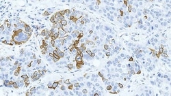 Leica Biosystems 7ml Cytokeratin 14 Bond RTU Pr, Quantity: Each of 1