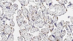 Leica Biosystems 1ml NCL-L-p57, Quantity: Each of 1