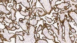 Leica Biosystems 1ml NCL-L-EGFR, Quantity: Each of 1