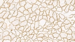 Leica Biosystems 1ml NCL-d-SARC, Quantity: Each of 1
