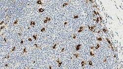 Leica Biosystems 1ml NCL-L-CD68, Quantity: Each of 1