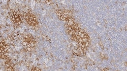 Leica Biosystems 1ml NCL-L-CD33, Quantity: Each of 1