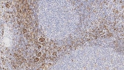 Leica Biosystems 1ml NCL-L-CD31-607, Quantity: Each of 1