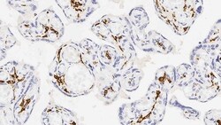 Leica Biosystems 1ml NCL-L-CD163, Quantity: Each of 1