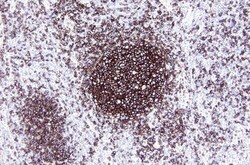 Leica Biosystems Bond DAB Enhancer 30ml, Quantity: Each of 1