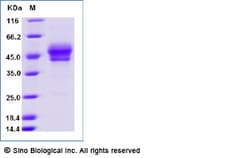 Sino Biological Recombinant Cynomolgus CD3E & CD3G Heterodimer Protein