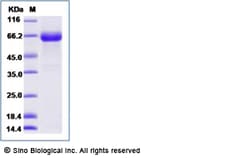 Sino Biological Recombinant Human IL-23 Protein (His Tag), Amine-Labeled
