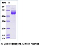 Sino Biological Recombinant Cynomolgus Syndecan-1/CD138 Protein (hFc Tag),